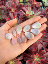 Load image into Gallery viewer, Rare Succulent - 10 x Graptopetalum/Pachyphytum/Stone/Pebbles Leaves