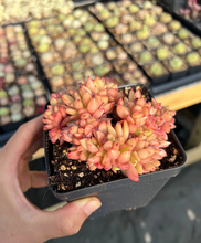 Load image into Gallery viewer, Echeveria Agavoides Christmas Eve crested - April Farm/Rare Succulents