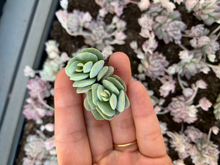 Load image into Gallery viewer, Crassula Tecta - April Farm/Rare Succulents