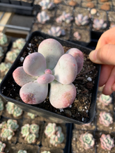 Load image into Gallery viewer, Pachyphytum European Beauty - April Farm/Rare Succulents