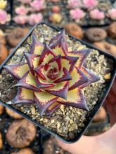 Load image into Gallery viewer, Echeveria agavoides Yellow Ebony - April Farm/Rare Succulents