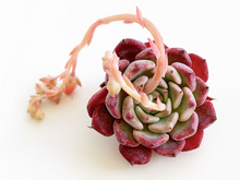 Load image into Gallery viewer, Echeveria Sarahime - April Farm/Rare Succulents
