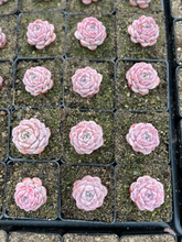 Load image into Gallery viewer, Echeveria Amazing Grace - April Farm/Rare Succulents