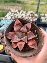 Load image into Gallery viewer, Haworthia Bayeri "Vein" (green) - April Farm/Rare Succulents