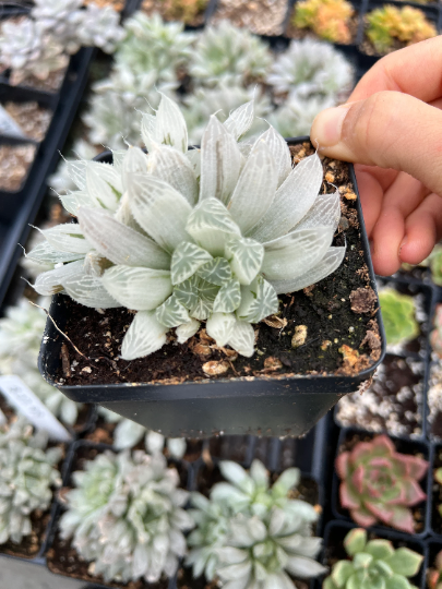 Haworthia cooperi cv. variegata Crystal “White Spots” cluster