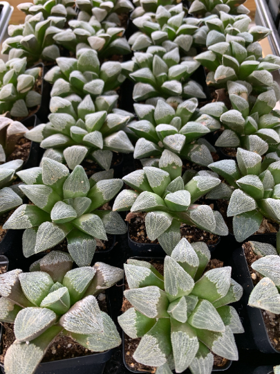 calathea white star kaufen Calathea White Fusion | Calathea White Star main image 1