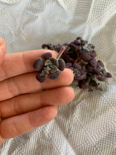 Load image into Gallery viewer, Sedum Spathulifolium - April Farm/Rare Succulents