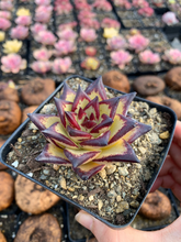 Load image into Gallery viewer, Echeveria agavoides Yellow Ebony - April Farm/Rare Succulents