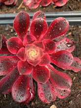 Load image into Gallery viewer, Aeonium Medusa - April Farm/Rare Succulents