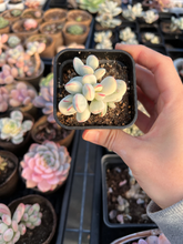 Load image into Gallery viewer, Rounded cotyledon orbiculata varigated small cluster - April Farm/Rare Succulents
