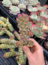 Load image into Gallery viewer, Euphorbia RichEye Gold - April Farm/Rare Succulents