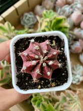 Load image into Gallery viewer, Cactus black dumshi - April Farm/Rare Succulents