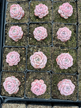 Load image into Gallery viewer, Echeveria Amazing Grace - April Farm/Rare Succulents
