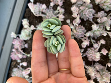 Load image into Gallery viewer, Crassula Tecta - April Farm/Rare Succulents