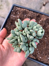 Load image into Gallery viewer, Conophytum Bilobum large cluster - April Farm/Rare Succulents