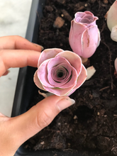 Load image into Gallery viewer, Aeonium Aurea ex El Hierro 'Pink Mountain Rose' Greenovia(green in winter and pink in summer) - April Farm/Rare Succulents