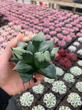 Load image into Gallery viewer, Haworthia Comptoniana Gobanrou - April Farm/Rare Succulents