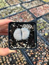 Load image into Gallery viewer, Rare Succulent - Large Lithops sp