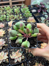 Load image into Gallery viewer, Adromischus cristatus 'indian clubs' - April Farm/Rare Succulents