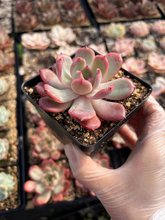 Load image into Gallery viewer, Echeveria Madonna - April Farm/Rare Succulents