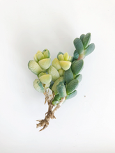Load image into Gallery viewer, Variegated Astridia velutina - April Farm/Rare Succulents