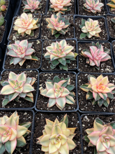 Load image into Gallery viewer, Echeveria 'Monocerotis' variegated - April Farm/Rare Succulents