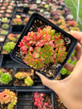 Load image into Gallery viewer, Echeveria Carol crested - April Farm/Rare Succulents