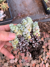 Load image into Gallery viewer, Crassula Deceptor - April Farm/Rare Succulents