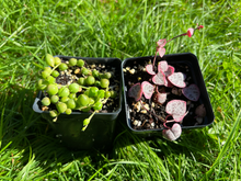Load image into Gallery viewer, Succulents combo/Variegated String of heart/String of pearl/VSOH & VSOP - April Farm/Rare Succulents
