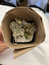 Load image into Gallery viewer, Orostachys Variegated Dunce Caps - April Farm/Rare Succulents