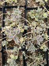 Load image into Gallery viewer, Orostachys Variegated Dunce Caps - April Farm/Rare Succulents