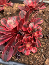 Load image into Gallery viewer, Aeonium Medusa - April Farm/Rare Succulents