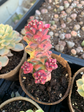 Load image into Gallery viewer, Euphorbia RichEye Gold - April Farm/Rare Succulents