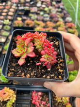 Load image into Gallery viewer, Echeveria Carol crested - April Farm/Rare Succulents