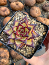 Load image into Gallery viewer, Echeveria agavoides Yellow Ebony - April Farm/Rare Succulents