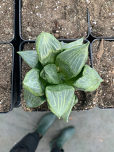 Load image into Gallery viewer, Haworthia Comptoniana Gobanrou - April Farm/Rare Succulents