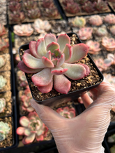 Load image into Gallery viewer, Echeveria Madonna - April Farm/Rare Succulents
