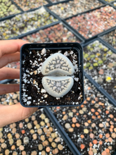 Load image into Gallery viewer, Rare Succulent - Large Lithops sp