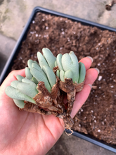Load image into Gallery viewer, Conophytum Bilobum large cluster - April Farm/Rare Succulents