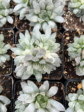 Load image into Gallery viewer, Haworthia cooperi cv. variegata Crystal “White Spots” cluster - April Farm/Rare Succulents