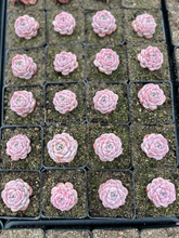 Load image into Gallery viewer, Echeveria Amazing Grace - April Farm/Rare Succulents