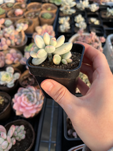 Load image into Gallery viewer, Rounded cotyledon orbiculata varigated small cluster - April Farm/Rare Succulents