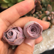 Load image into Gallery viewer, Aeonium Aurea ex El Hierro 'Pink Mountain Rose' Greenovia(green in winter and pink in summer) - April Farm/Rare Succulents
