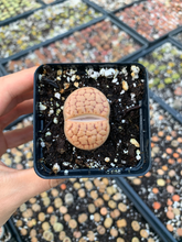 Load image into Gallery viewer, Rare Succulent - Large Lithops sp
