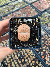 Load image into Gallery viewer, Rare Succulent - Large Lithops sp