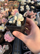 Load image into Gallery viewer, Rounded cotyledon orbiculata varigated small cluster - April Farm/Rare Succulents