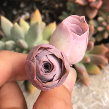 Load image into Gallery viewer, Aeonium Aurea ex El Hierro 'Pink Mountain Rose' Greenovia(green in winter and pink in summer) - April Farm/Rare Succulents