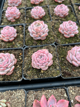 Load image into Gallery viewer, Echeveria Amazing Grace - April Farm/Rare Succulents