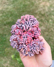 Load image into Gallery viewer, Graptoveria Crested Debbie - April Farm/Rare Succulents