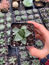 Load image into Gallery viewer, Haworthia Comptoniana Gobanrou - April Farm/Rare Succulents